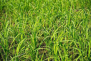 Linux系统PS4模拟器Spine现已支持300多款游戏